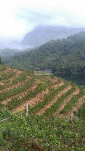 Chính Chủ Bán Nhanh Lô đất đep 10 Ha Bám Hồ Lớn  Tai Cao Phong Hòa Bình Có 1000m2 đất Thổ Cư 1