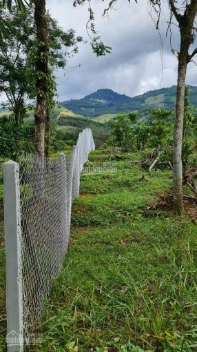 Bán 2 Lô đất Giáp Suối - Cách Chân đèo Bảo Lộc 6km - Cách Tphcm 155km - Rất Hợp Nghĩ Dưỡng 8