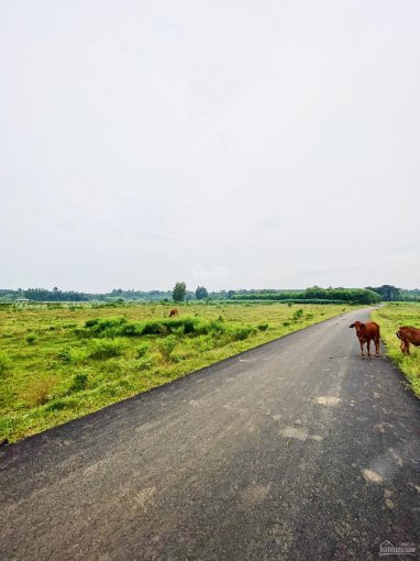 Cc Bán 38000m2 đất Thôn Tân Giao, Láng Lớn, Brvt Phân Lô Tách Nền đẹp, đường Nhựa 4m Cách Lộ 15m 2