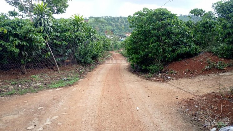 Chính Chủ Bán Nhanh 12m Ngang ở Xã Tân Châu, Huyện Di Linh, Lâm đồng 1