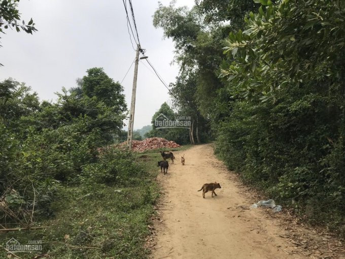 Chính Chủ Bán Nhanh Gấp ! 4015m  Nhuân Trạch ,lướng Sơn ,hòa Bình View Toàn Bộ Cánh đồng 1