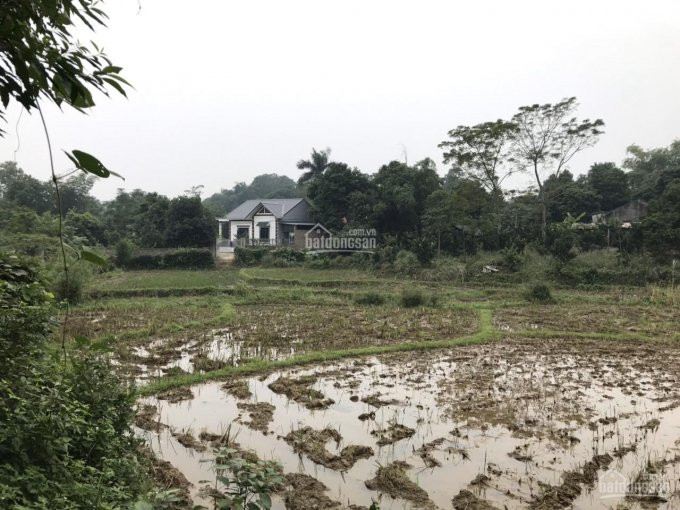 Chính Chủ Bán Nhanh Gấp ! 4015m  Nhuân Trạch ,lướng Sơn ,hòa Bình View Toàn Bộ Cánh đồng 5