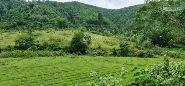 Chính Chủ Bán Nhanh Gấp 8,3ha đất Tại Kim Bôi, Hòa Bình Giá Rẻ 1