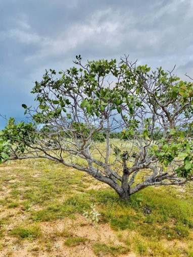 Chính Chủ Bán Nhanh Lô đất Vườn Bình Thuận Siêu đẹp Mặt Tiền đường Thể Hiện Sổ Công Chứng Sang Tên Ngay 3