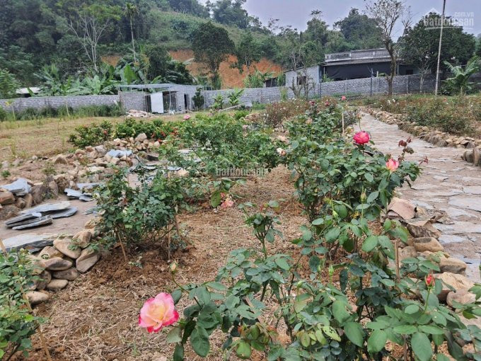 Chính Chủ Bán Nhanh Nhà Vườn Biệt Thự Với Dt:4000m Có (600m Thổ Cư )đất Thuộc Cao Răm Lương Sơn Hoà Bình 5