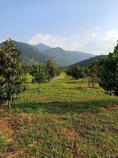 Chính Chủ Cần Sang Lại Vườn Mặt Tiền (sầu Riêng Thái, Mít Thái) View Suối, 4 Tỷ Liên Hệ: 0866450019 4