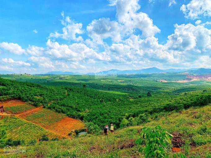 Chính Chủ Cần Tiền Gấp Bán Nhanh 2 Mảnh đất Có Sẵn Vườn Trái Cây Trồng Bơ Mít Phía Sau đất Có Suối Tự Nhiên 3