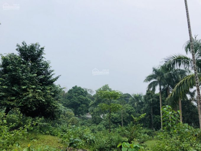 Cơ Hội Sở Hữu Ngay đất Thổ Cư Lưng Tựa Núi đẹp Tại Lương Sơn, Hòa Bình Diện Tích 3230m2 6