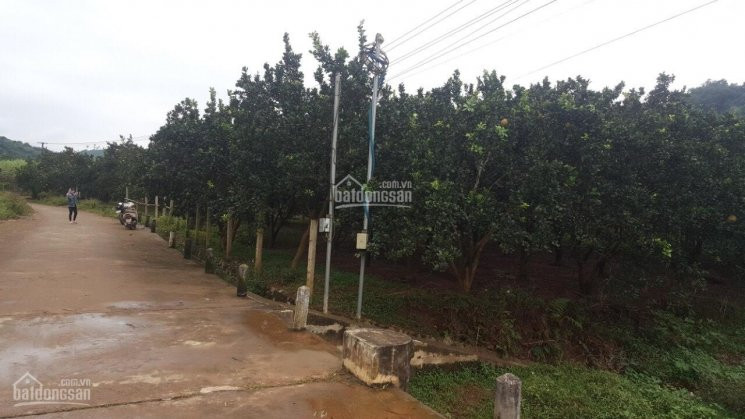 đất Cao Phong Rẻ Quá ạ, Diện Tích Từ 2000m đến Hơn 1ha Giá Trên Dưới 1 Tỷ Chút Xíu 4