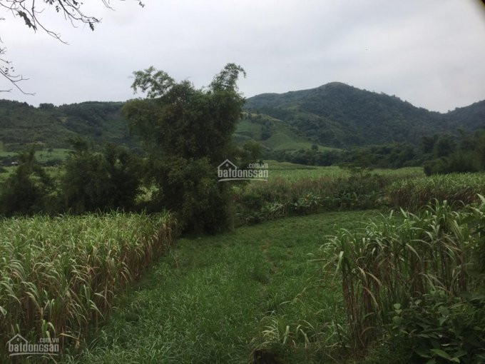 đất Cao Phong Rẻ Quá ạ, Diện Tích Từ 2000m đến Hơn 1ha Giá Trên Dưới 1 Tỷ Chút Xíu 6