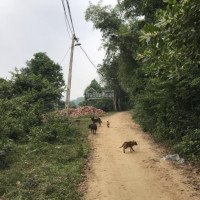 Chính Chủ Bán Nhanh Gấp ! 4015m  Nhuân Trạch ,lướng Sơn ,hòa Bình View Toàn Bộ Cánh đồng