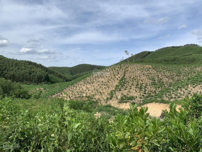 40ha đất Rừng Sản Xuất Tại Lạc Thủy, Hòa Bình Phù Hợp Làm Trang Trại Chăn Nuôi 6