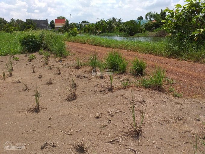 Chính Chủ Bán 1000m2 đất Lúa ở Thị Trấn Cần Giuộc, Long An đất Cao đẹp View Sông Thoáng Mát 199tỷ 2