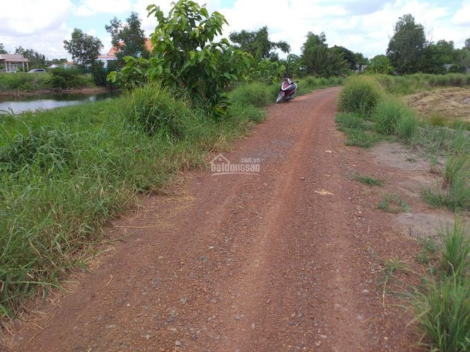 Chính Chủ Bán 1000m2 đất Lúa ở Thị Trấn Cần Giuộc, Long An đất Cao đẹp View Sông Thoáng Mát 199tỷ 3