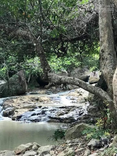 Chính Chủ Bán Nhanh 3 Ha đất Trang Trại, Trồng Keo Lâu Năm, Hòa Kiến, Tuy Hòa 1