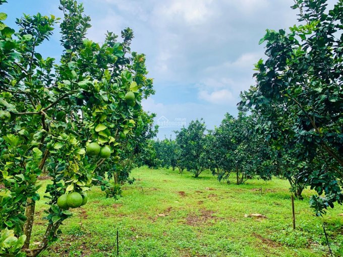 Chính Chủ Bán Nhanh đất Vườn Trồng Bưởi Tại định Quán, đồng Nai, Mặt Tiền đường Bê Tông 1