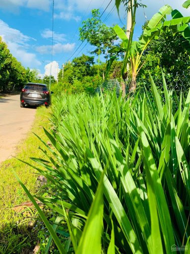 Chính Chủ Bán Nhanh đất Vườn Trồng Bưởi Tại định Quán, đồng Nai, Mặt Tiền đường Bê Tông 3