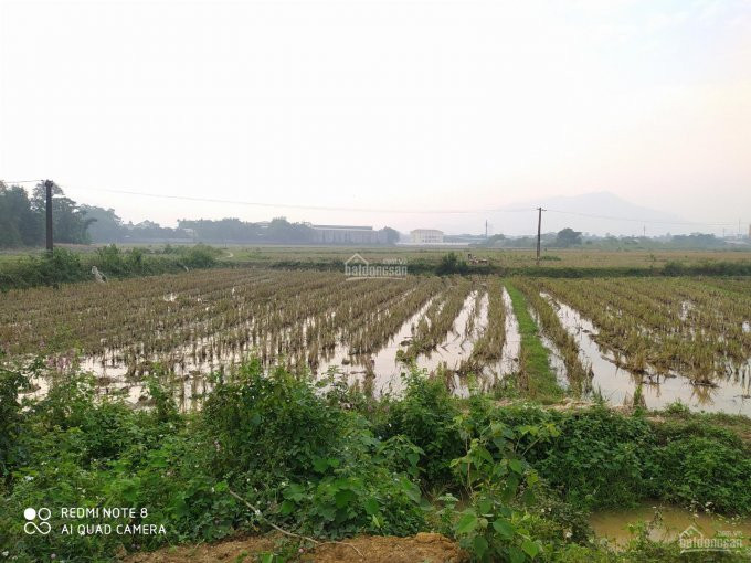 Chính Chủ Cần Bán Gấp 3205 M, View Cánh đồng, Giao Thông Thuận Tiện 1