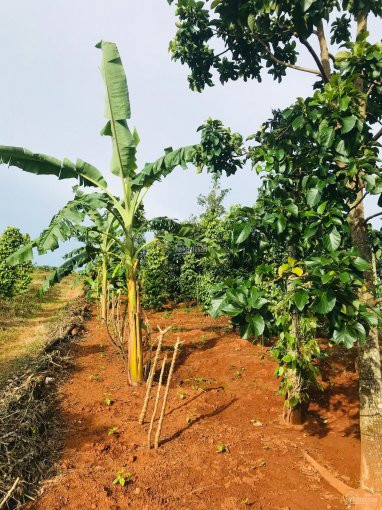 Chính Chủ Cần Bán Gấp Rẫy 2,4 Ha Toàn Cây ăn Trái, Cách đường Nhựa 600m, Có Café, Tiêu, Sầu Riêng Năm 3 7