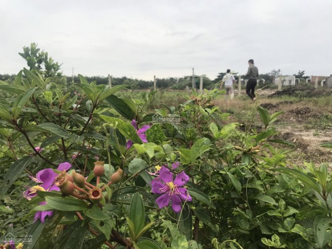 đất View Hồ Sinh Thái Lộc An, 1100m2 (20m Ngang), đường ô Tô Vào Tới đất, Khu Yên Tỉnh, Gió Mát 4