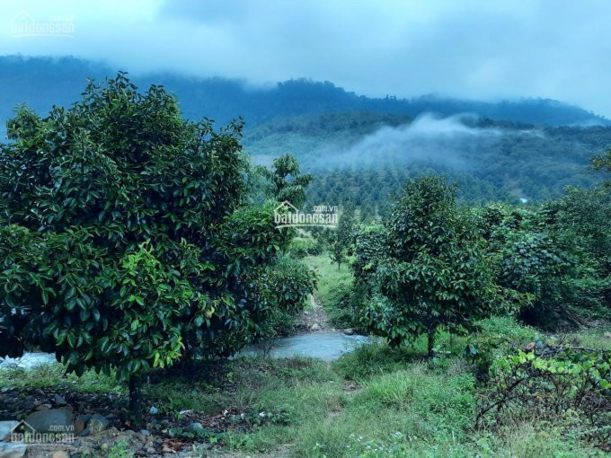 Vườn Cây ăn Trái 3 Năm Cần Bán/ Lộc Ngãi - Bảo Lâm/ 750 Triệu/ Xào - Làm Farm, Homestay, Nghỉ Dưỡng 2