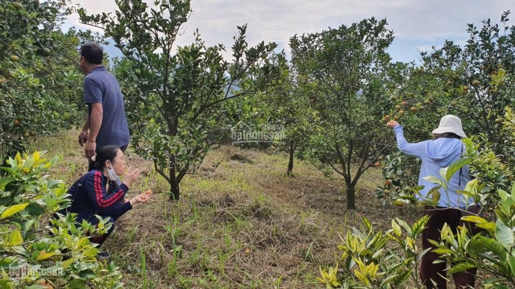 7000m Thổ Cư Bám Hồ Lớn Tại Cao Phong Giá Chỉ 300ngàn/m Tìm Chủ Mới 4