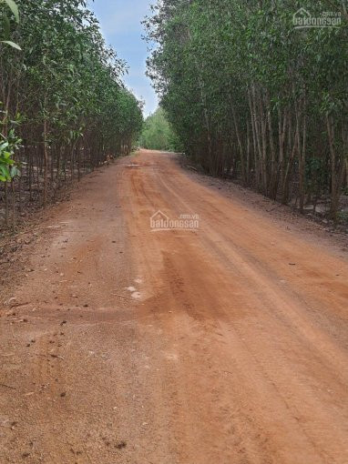 Chính Chủ Bán Nhanh 17ha đất, Cách Chợ Sơn Mỹ 34km, Gần Kcn Liên Hợp - Dịch Vụ Sơn Mỹ, Giá 140tr/sào Giá Rẻ 3