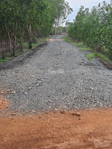 Chính Chủ Bán Nhanh 17ha đất, Cách Chợ Sơn Mỹ 34km, Gần Kcn Liên Hợp - Dịch Vụ Sơn Mỹ, Giá 140tr/sào Giá Rẻ 4