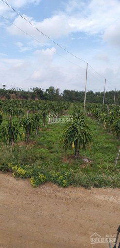 Chính Chủ Bán Nhanh 5,8 Sào đất Xã Bông Trang, đang Trồng Thanh Long Thích Hợp Làm Nhà Vườn Nghỉ Dưỡng Cuối Tuần 2