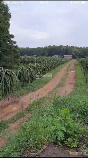 Chính Chủ Bán Nhanh 8 Hecta đất Bưng Riềng Giáp Bình ChâuXuyên Mộc, đường Xe Tải, Cách Biển 11 Km Giá 230tr/sào 1