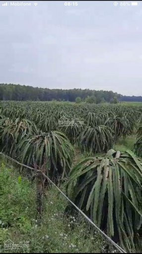 Chính Chủ Bán Nhanh 8 Hecta đất Bưng Riềng Giáp Bình ChâuXuyên Mộc, đường Xe Tải, Cách Biển 11 Km Giá 230tr/sào 3