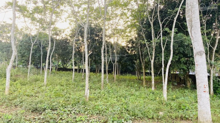 Chính Chủ Bán Nhanh Lô đất 2100m2 Siêu đẹp, đường Chạy Vòng Quanh đất 1