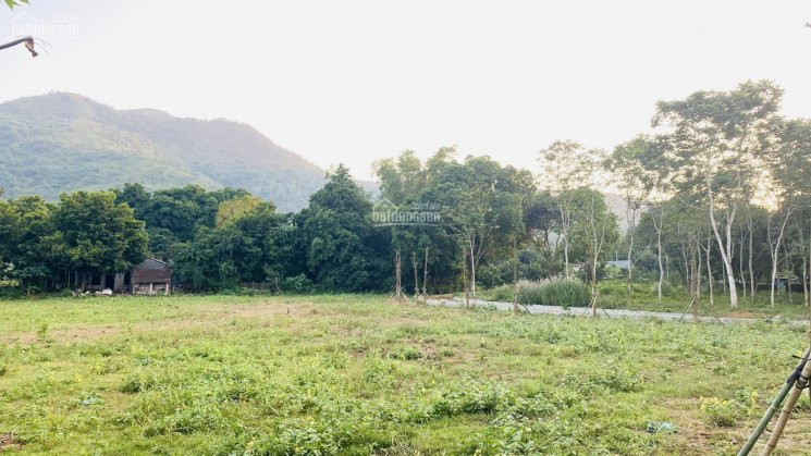 Chính Chủ Bán Nhanh Lô đất 2100m2 Siêu đẹp, đường Chạy Vòng Quanh đất 5