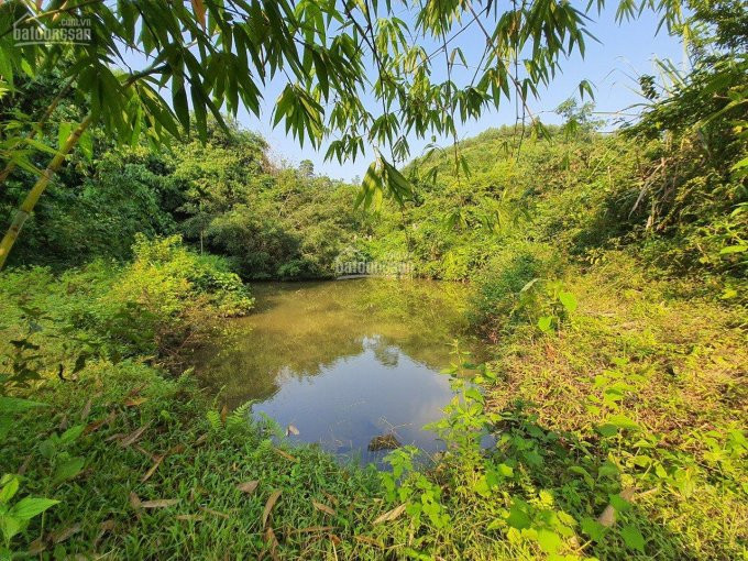 Chính Chủ Bán Nhanh Lô đất Rừng Sản Xuất Bám Mặt đường Trường Sơn A Tại Lương Sơn, Hòa Bình, Diện Tích 23ha 1