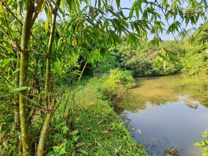 Chính Chủ Bán Nhanh Lô đất Rừng Sản Xuất Bám Mặt đường Trường Sơn A Tại Lương Sơn, Hòa Bình, Diện Tích 23ha 4