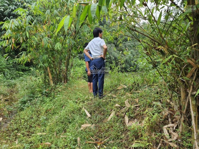 Chính Chủ Bán Nhanh Lô đất Rừng Sản Xuất Bám Mặt đường Trường Sơn A Tại Lương Sơn, Hòa Bình, Diện Tích 23ha 5