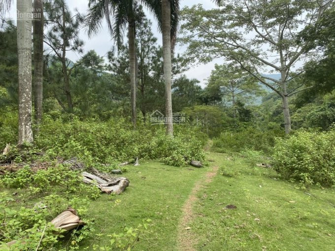 Chính Chủ Bán Nhanh Ngay 1596m2 Sát Thác Thăng Thiên, Dân Hòa, Kỳ Sơn, View Tuyệt đẹp, Phẳng Lỳ 1