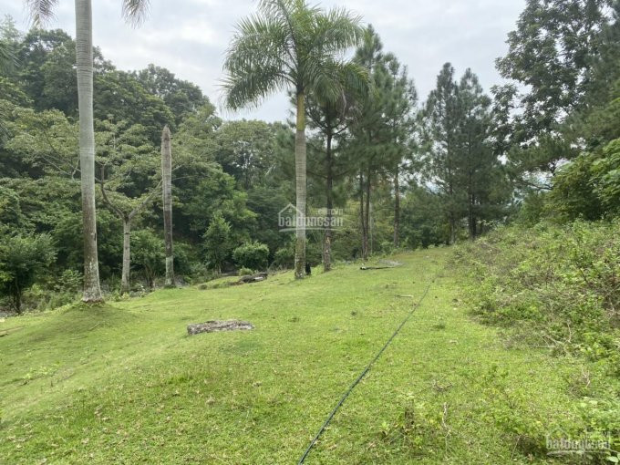 Chính Chủ Bán Nhanh Ngay 1596m2 Sát Thác Thăng Thiên, Dân Hòa, Kỳ Sơn, View Tuyệt đẹp, Phẳng Lỳ 2