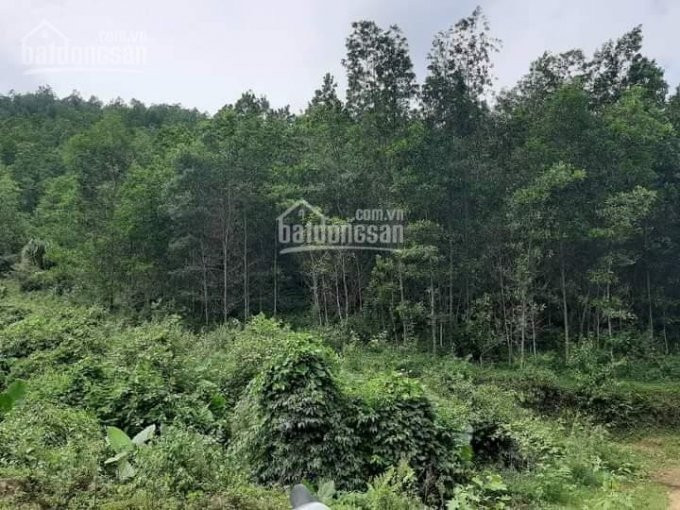Chính Chủ Cần Bán Gấp 180000m2 đất Rừng Sản Xuất Huyện Kim Bôi View Thoáng 2