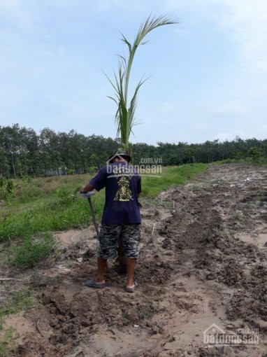 Chính Chủ Cần Tiền Bán Lỗ Lô đất đẹp Ngay Tt Phước Hòa,mt đường Lớn,giá Rẻ Nhất Khu Này,trả Hh 2% 7