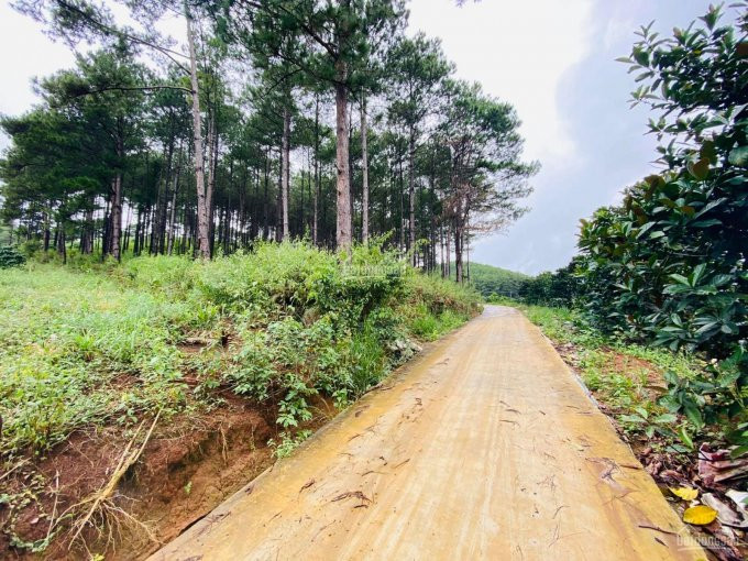 5000m2 đất Mê Linh, Cách Tp đà Lạt 20 Km, Giá 3 Tỷ, 2 Mt Bê Tông, Sổ Riêng, Giáp đồi Thông-view đẹp 1