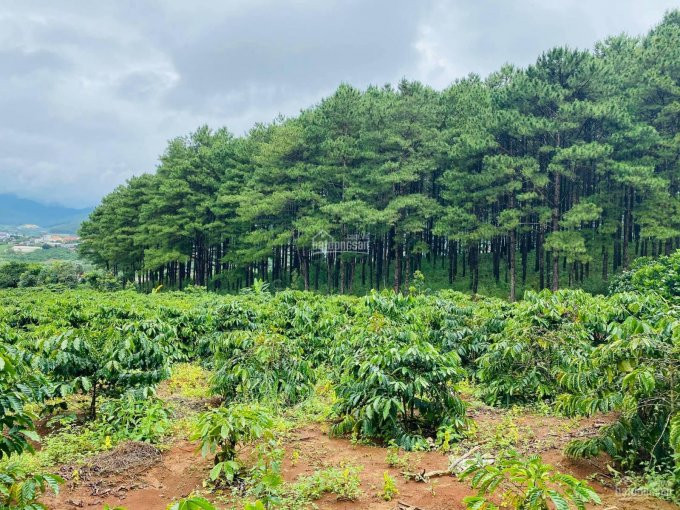 5000m2 đất Mê Linh, Cách Tp đà Lạt 20 Km, Giá 3 Tỷ, 2 Mt Bê Tông, Sổ Riêng, Giáp đồi Thông-view đẹp 2