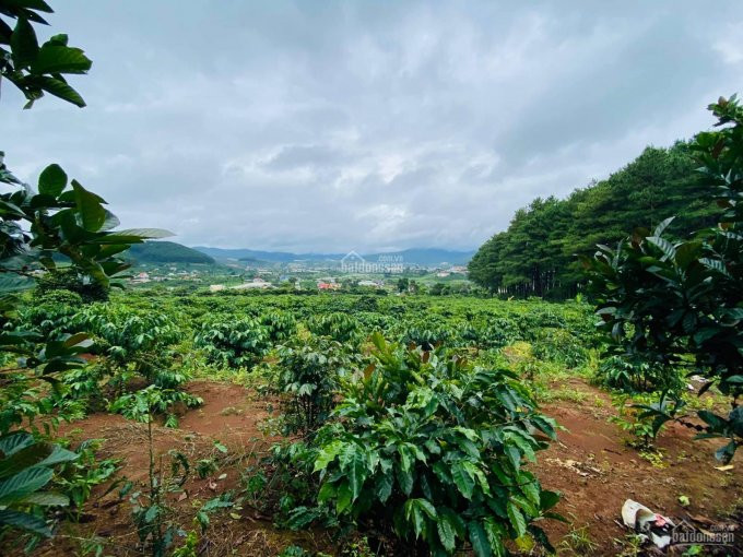 5000m2 đất Mê Linh, Cách Tp đà Lạt 20 Km, Giá 3 Tỷ, 2 Mt Bê Tông, Sổ Riêng, Giáp đồi Thông-view đẹp 3