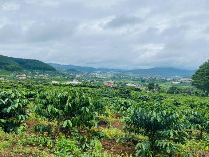 5000m2 đất Mê Linh, Cách Tp đà Lạt 20 Km, Giá 3 Tỷ, 2 Mt Bê Tông, Sổ Riêng, Giáp đồi Thông-view đẹp 4