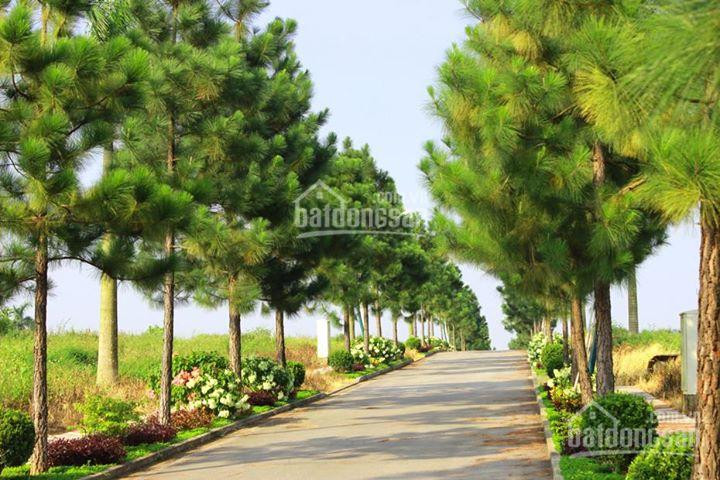 Bán 2 Căn Biệt Thự The Phoenix Garden - đông Nam Và Tây Nam Dt 200m2 - Chính Chủ Cần Tiền Bán Rẻ 2