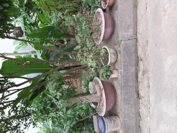 Bán đất đấu Giá Yên Thành, Oto đỗ Cửa, 6124m2, Vuông Vắn, Sổ đỏ Chính Chủ! 3