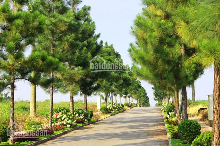 Biệt Thự The Phoenix Garden - Nhượng Lại Các Suất Ngoại Giao Giá Rẻ - Vị Trí đẹp Nhất Dự án 1