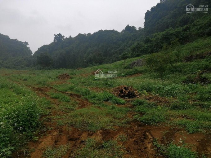 Chính Chủ Bán Nhanh đất đồng Tâm, Lạc Thủy, Hòa Bình, đất Thoai Thoải, Làm Trang Trại Quá Hợp 4