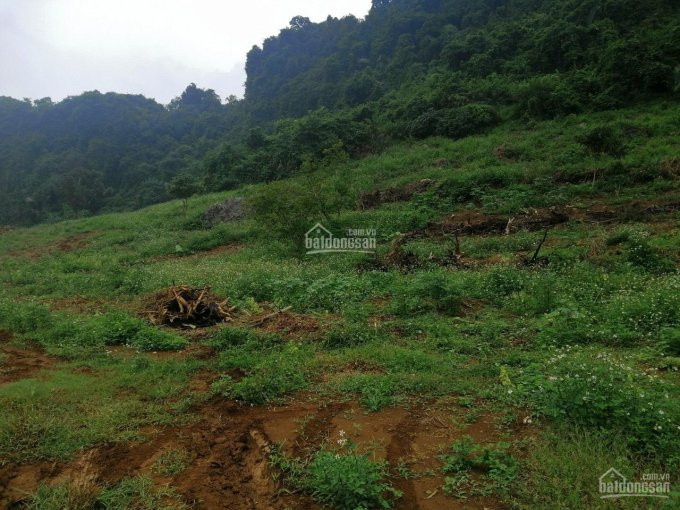 Chính Chủ Bán Nhanh đất đồng Tâm, Lạc Thủy, Hòa Bình, đất Thoai Thoải, Làm Trang Trại Quá Hợp 5