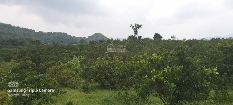 Chính Chủ Bán Nhanh Gấp 1400m2 Full đất Thổ Cư Cao Phong, Hòa Bình Giá 550tr 1